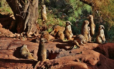 meerkat in the zoo