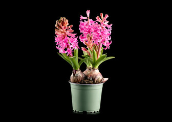 Hyacinth purple flowers growing in a pot, isolated on black background. Beautiful scented spring blooming jacinth flower. Easter flower