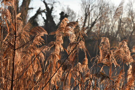 canneto