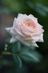 Creamy rose in the garden close-up