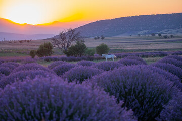 Sunset in the lavender field, mid summer