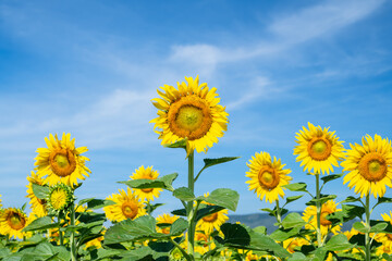 Beautiful sunflower on blue sky