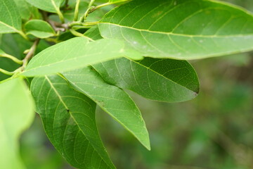 leaf with dew drops