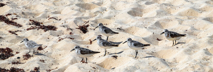 Sandpiper snipe sandpipers bird birds eating sargazo on beach Mexico.