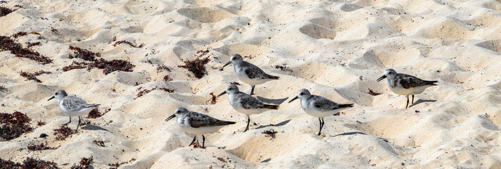 Sandpiper snipe sandpipers bird birds eating sargazo on beach Mexico.