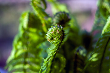 Fern