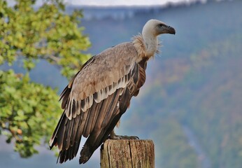 red tailed hawk