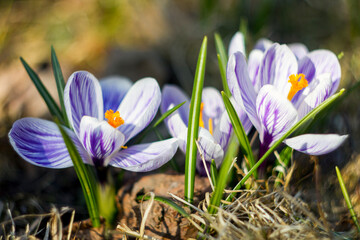 Close-up of blooming saffron flowers