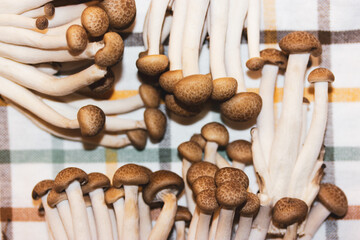 Fresh raw brown shimiji or shimeji mushrooms selective focus. Hypsizygus tessulatus is a mushroom native to East Asia. Vegetarian vegan healthy food plant. Beech mushroom on a checkered towel top view