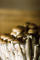 Fresh raw brown shimiji or shimeji mushrooms in a plastic package selective focus. Hypsizygus tessulatus is a mushroom native to East Asia. Vegetarian vegan healthy food plant. Beech mushroom backdrop