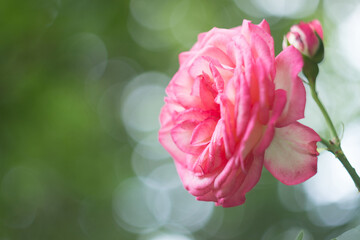 Fototapeta premium Pink and white rose in the garden close-up