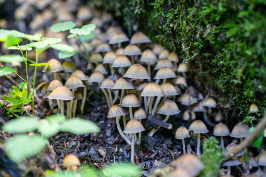Mushrooms on the 