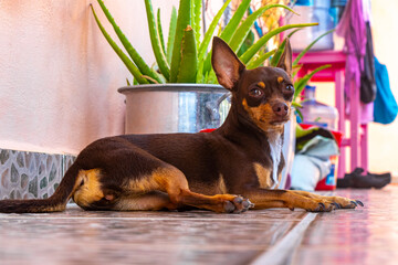 Russian toy terrier dog portrait while tired and sleepy Mexico.