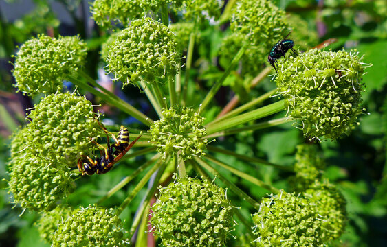 angelica root with insects in garden