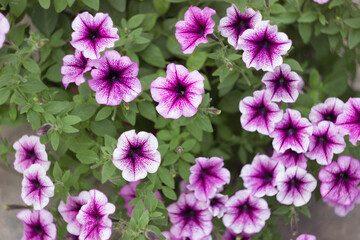 Petunia flowers in the flowerpot close-up