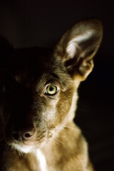 Podenko ibitsenko, ibisan greyhound, ibizan. Hunting dogs breed. Portrait of brown puppy with green clever eyes in the dark, darkness. Mixed breeds canine. Abandoned stray pup. Protection of animals.