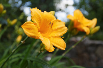 Yellow daylily flower in the summer garden