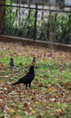 Crows in the park