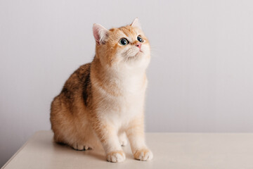 Fototapeta na wymiar Katze auf weißem Hintergrund schaut nach oben 