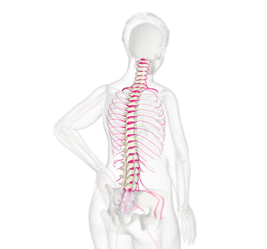Human spine with the spinal cord in magenta, human body anatomy, 3D illustration