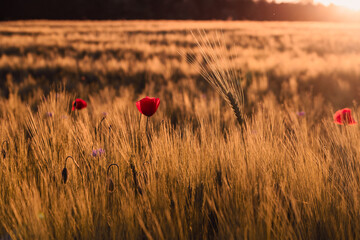 field of poppies and wheat