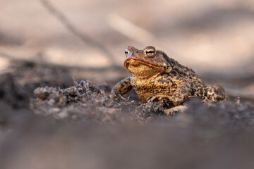 brown frog on the ground