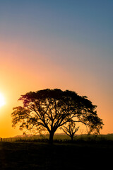 Silhueta de Linda Árvore durante o Pôr-do-Sol
