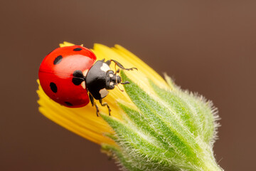 Macro shots, Beautiful nature scene.  Beautiful ladybug on leaf defocused background

