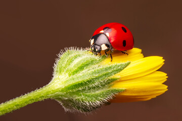 Macro shots, Beautiful nature scene.  Beautiful ladybug on leaf defocused background

