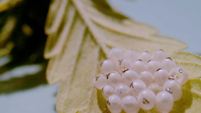 CLOSE UP, DOF: White eggs of brown marmorated stink bug on the underside of leaf. Newly hatched eggs of an invasive garden and crop pest in spring. Beginning stage of stink bug's reproduction cycle.