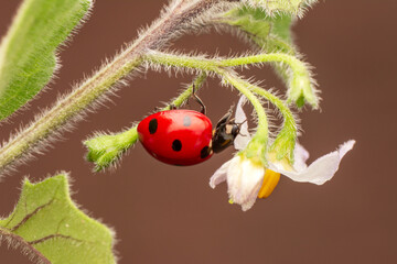 Macro shots, Beautiful nature scene.  Beautiful ladybug on leaf defocused background

