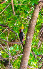 Red bellied woodpecker hammering drill on tree trunk in Mexico.