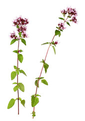 Stems of blooming oregano, transparent background