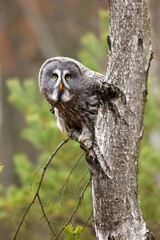 Strix nebulosa, Great grey owl
Puštík vousatý in fte flight