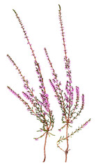 Heather branches with pink flowers, transparent background