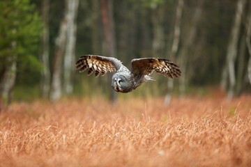 Strix nebulosa, Great grey owl
Puštík vousatý in fte flight