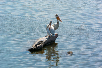 American White Pelicans And Turtles Sharing A rock In The River