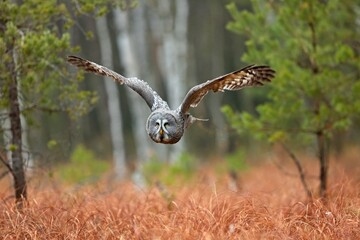 Strix nebulosa, Great grey owl
Puštík vousatý in fte flight