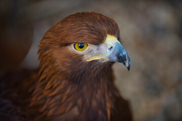 Fototapeta premium Head Shot of Birds and Animals in Zoo