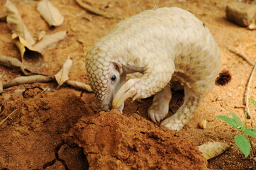 Young Indian pangolin (Manis crassicaudata) at Pinnawala, Sri Lanka
