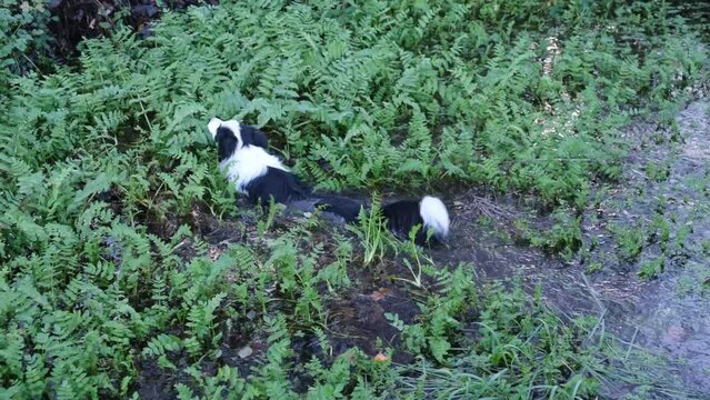 4K v&iacute;deo. Slow motion Perro Border Collie nadando en aguas pantanosas con vegetaci&oacute;n un d&iacute;a nublado