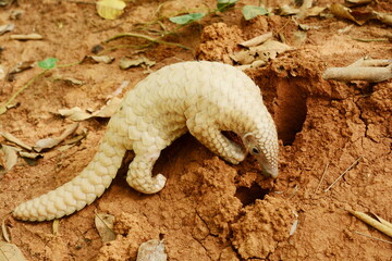 Young Indian pangolin (Manis crassicaudata) at Pinnawala, Sri Lanka