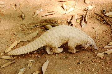 Young Indian pangolin (Manis crassicaudata) moving on the ground at Pinnawala, Sri Lanka
