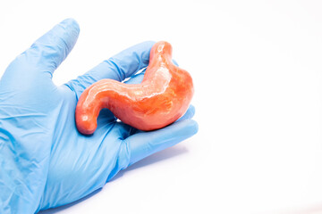 A doctor in blue medical gloves holds a anatomical figure of stomach on a white background. For use...