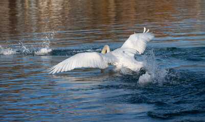 A great white swan is about to land on a blue lake. The swan is seen from behind, with spread wings.