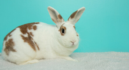 brown and white bunny rabbit with brown eyes portrait