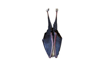 Lesser horseshoe bat hanging Isolated (Rhinolophus hipposideros)
