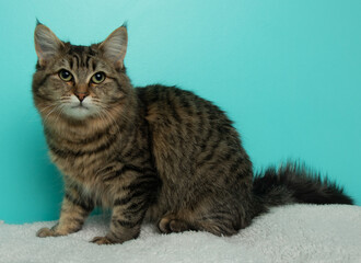 brown fluffy tabby cat sitting down on a blanket