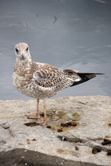 Seagull waiting on a rock
