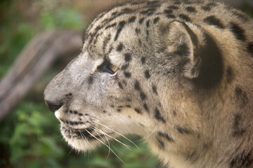 Close up of a snow leopard